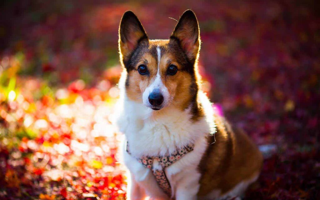 cute dogs (1)